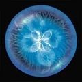 全民星球模拟器下载安装 v1.0 安卓版