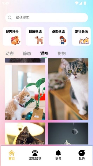 桌面宠物壁纸app下载安装 桌面宠物壁纸app下载安装