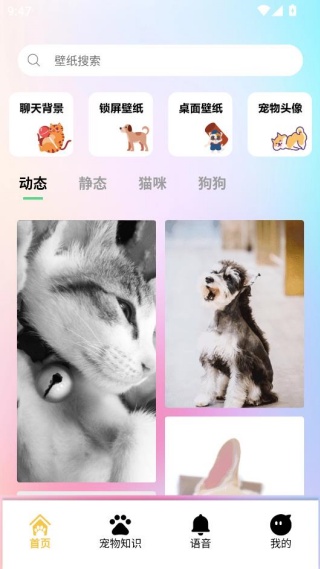 桌面宠物壁纸app下载安装 桌面宠物壁纸app下载安装