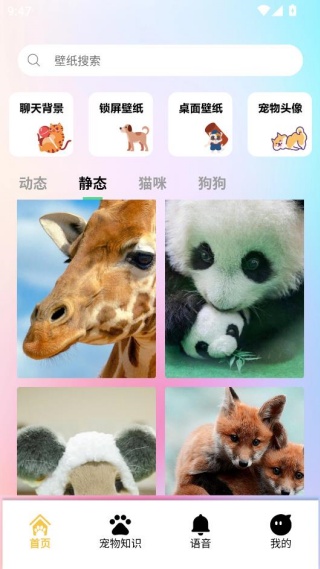 桌面宠物壁纸app下载安装 桌面宠物壁纸app下载安装